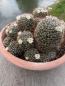 Preview: Mammillaria große Gruppe2